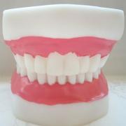 歯模型 口腔模型 6倍大模型歯SYM-04
